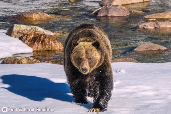 Banff Wildlife During March